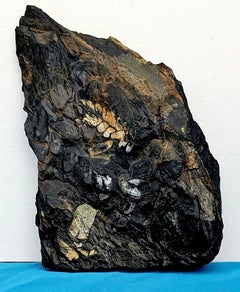 Large Plant Fossil/Fern Fossil Specimen, Multiple Species, Carboniferous Period