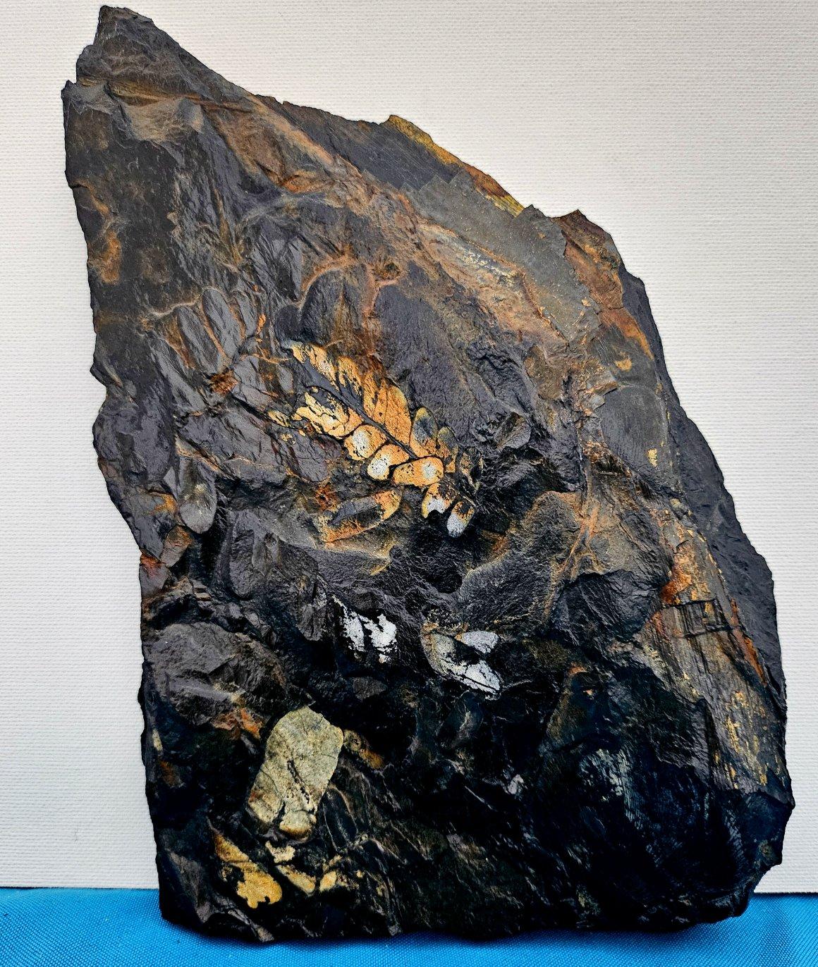 Americano Fossile vegetale di grandi dimensioni/specie fossile di felce, specie multiple, periodo Carbonifero in vendita