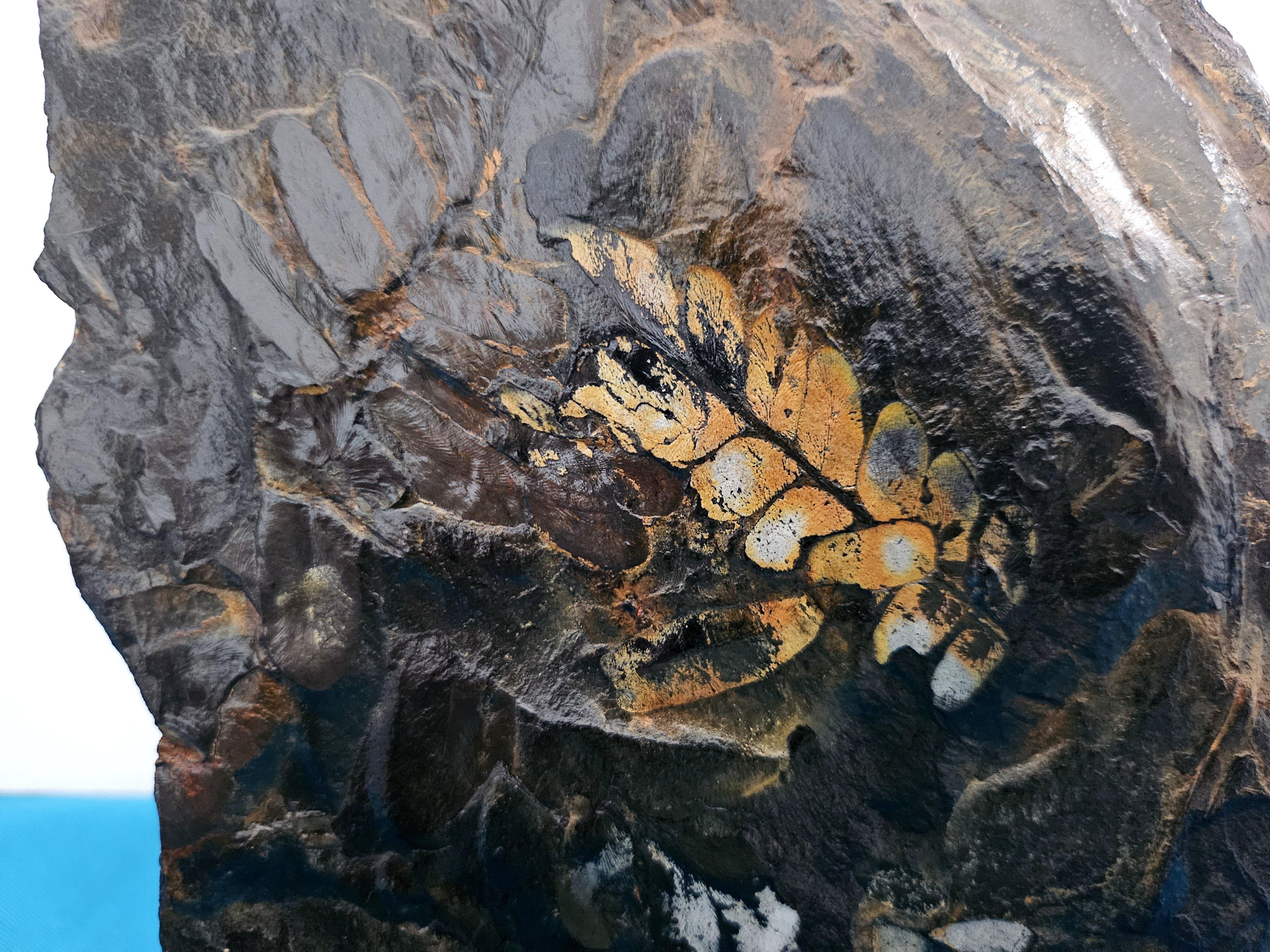 Altro Fossile vegetale di grandi dimensioni/specie fossile di felce, specie multiple, periodo Carbonifero in vendita