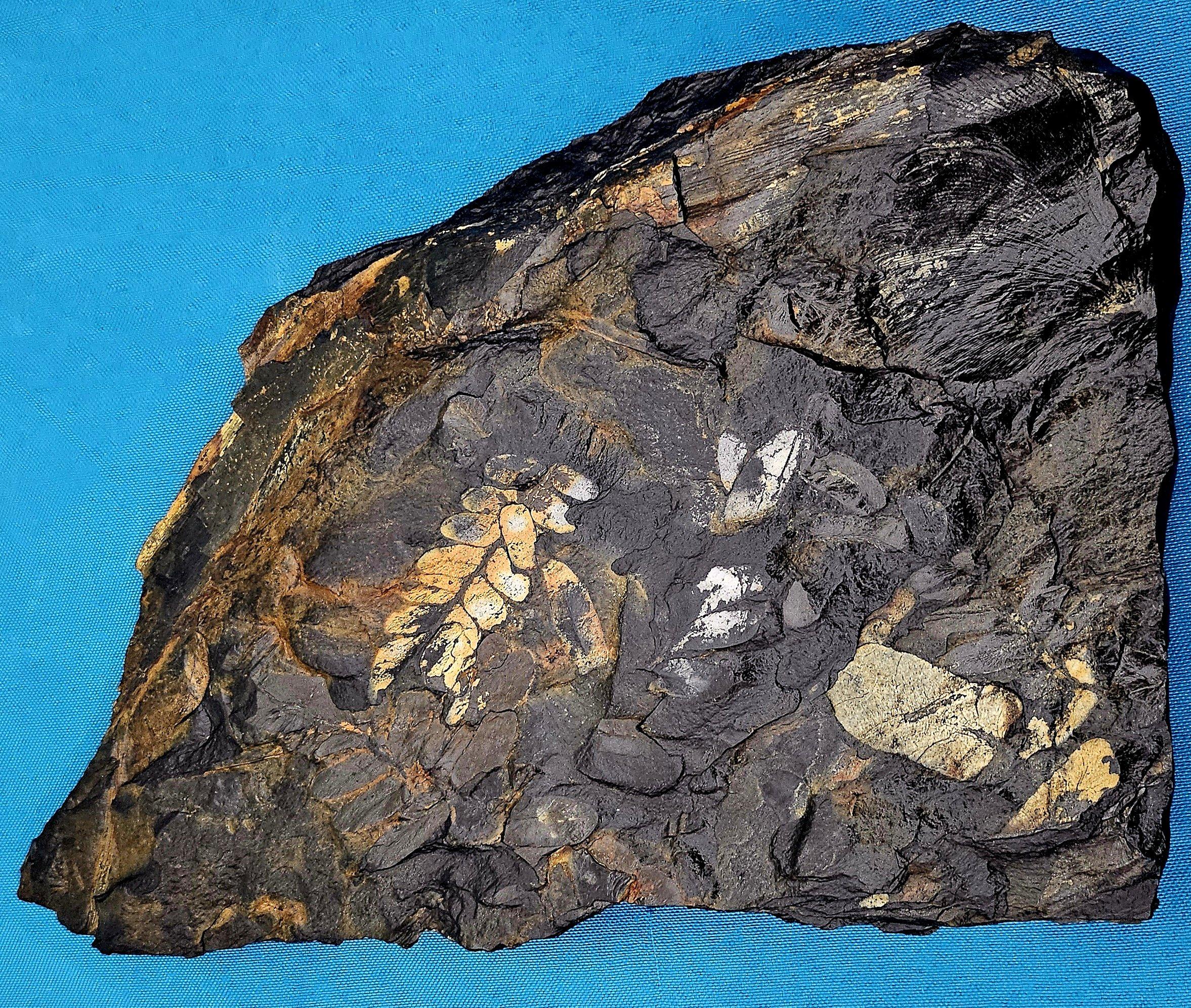 Fossile vegetale di grandi dimensioni/specie fossile di felce, specie multiple, periodo Carbonifero In condizioni buone in vendita a Warrenton, OR