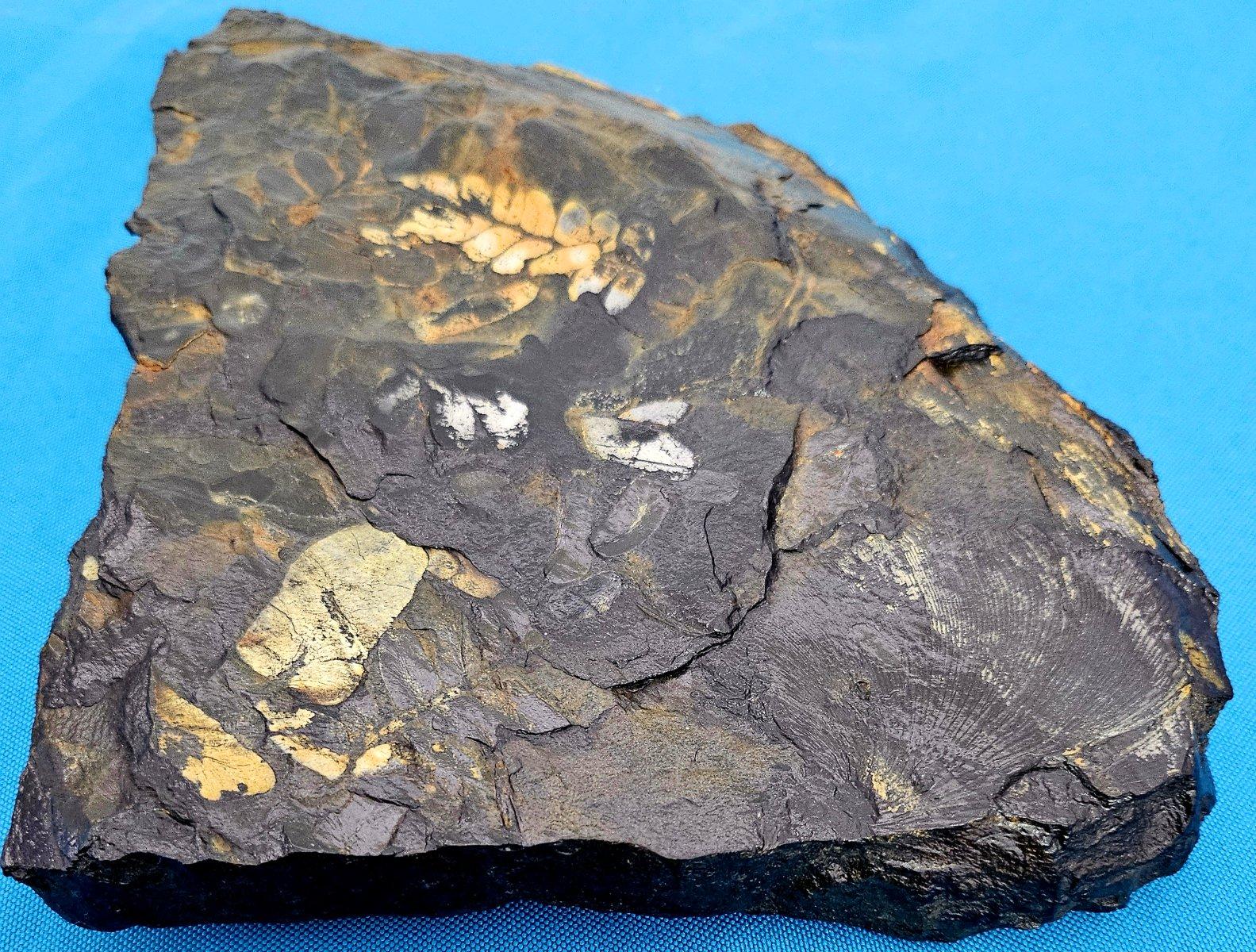 Fino al XVIII secolo Fossile vegetale di grandi dimensioni/specie fossile di felce, specie multiple, periodo Carbonifero in vendita