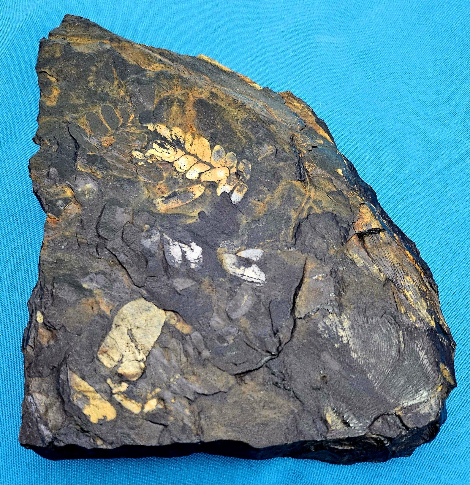 Materiale organico Fossile vegetale di grandi dimensioni/specie fossile di felce, specie multiple, periodo Carbonifero in vendita