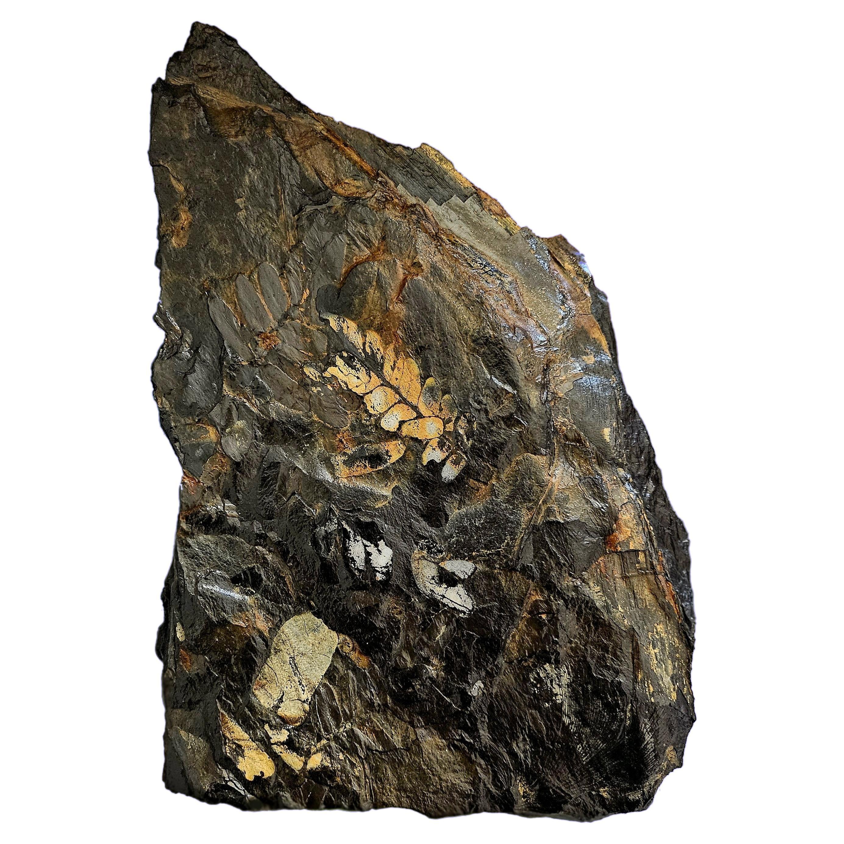 Fossile vegetale di grandi dimensioni/specie fossile di felce, specie multiple, periodo Carbonifero