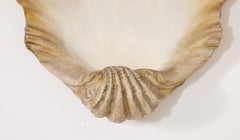 Large Plaster Shell Sconce, France 1950's