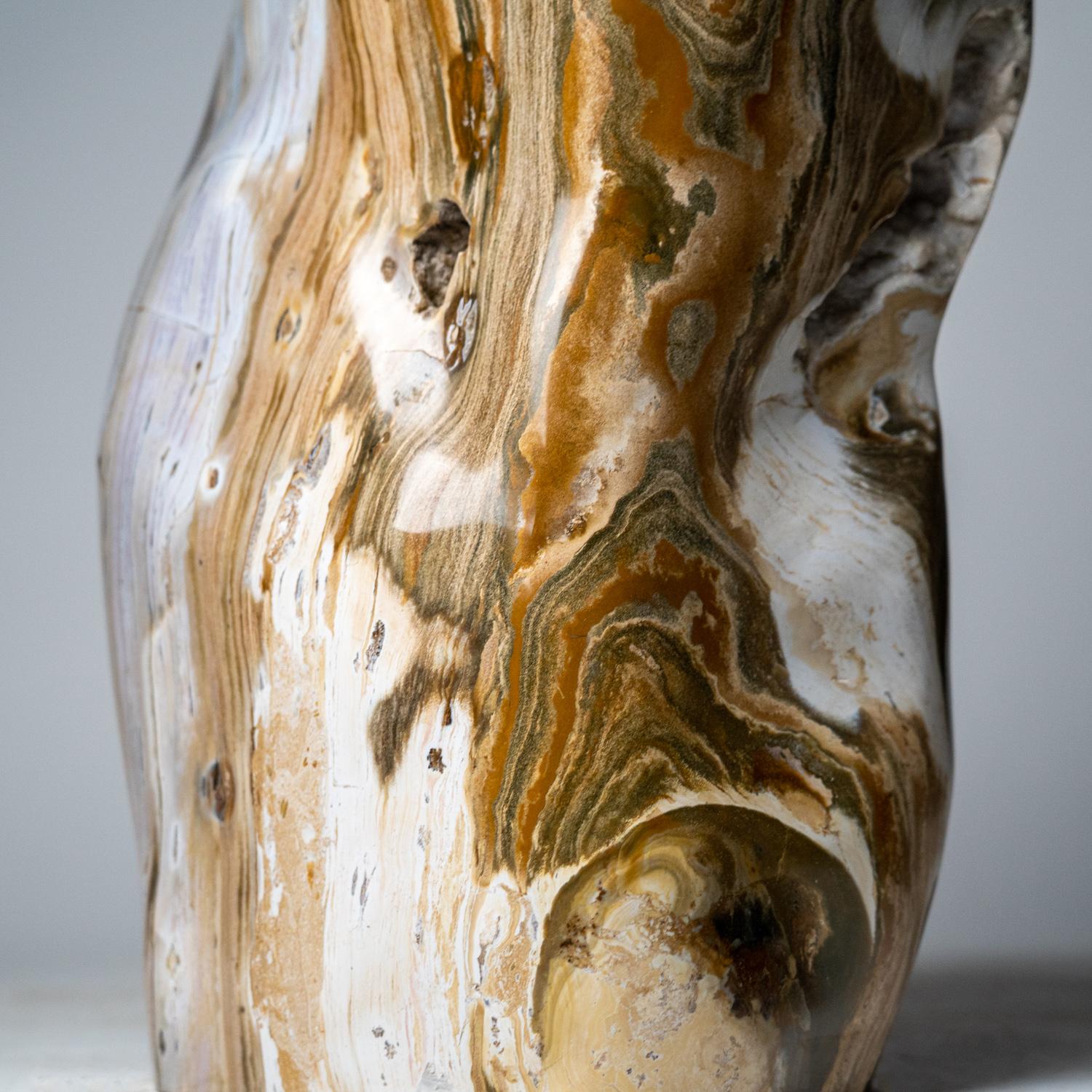 Large Polished Petrified Wood Freeform from Madagascar '134 lbs' In New Condition For Sale In New York, NY