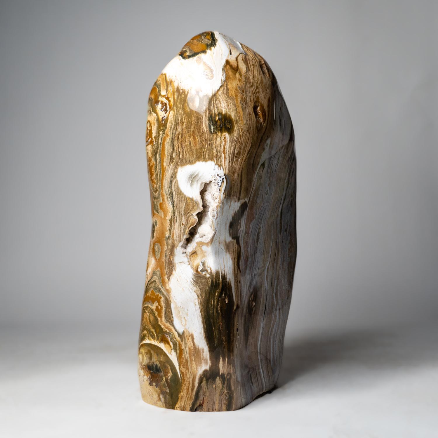 Contemporary Large Polished Petrified Wood Freeform from Madagascar '134 lbs' For Sale