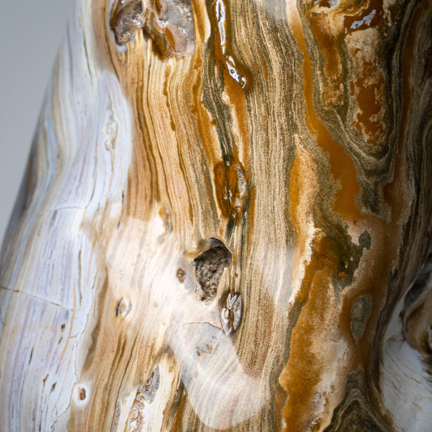 Gran Forma Libre de Madera Petrificada Pulida de Madagascar '134 lbs' en venta 1