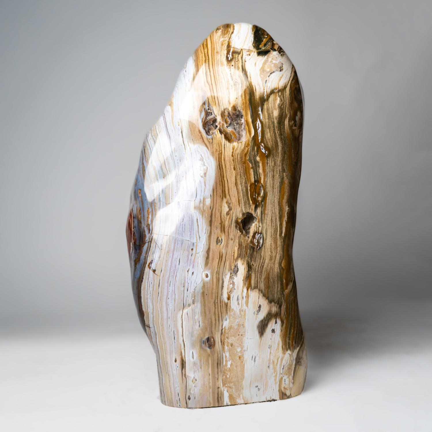 Large Polished Petrified Wood Freeform from Madagascar '134 lbs' For Sale 2