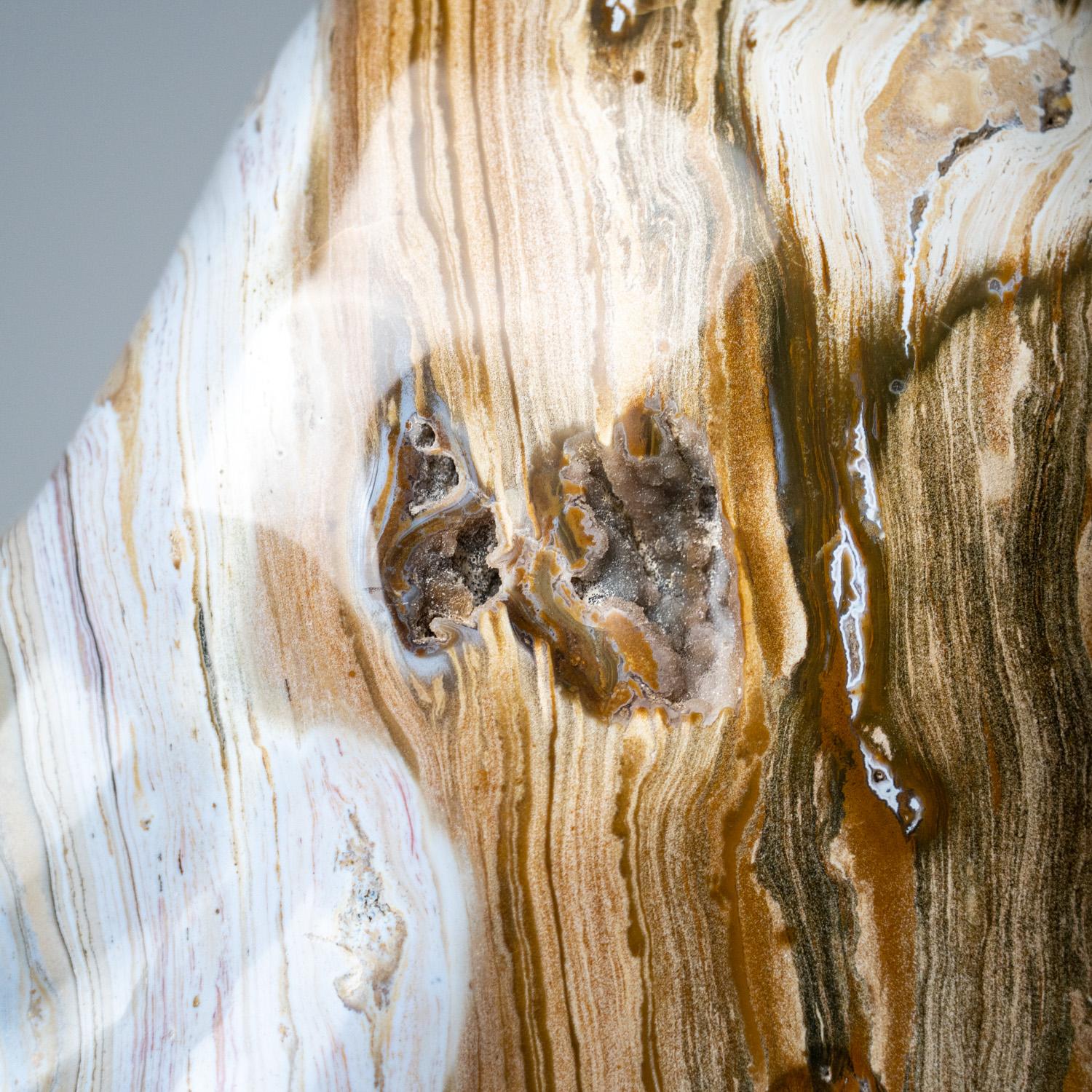 Large Polished Petrified Wood Freeform from Madagascar '134 lbs' For Sale 3