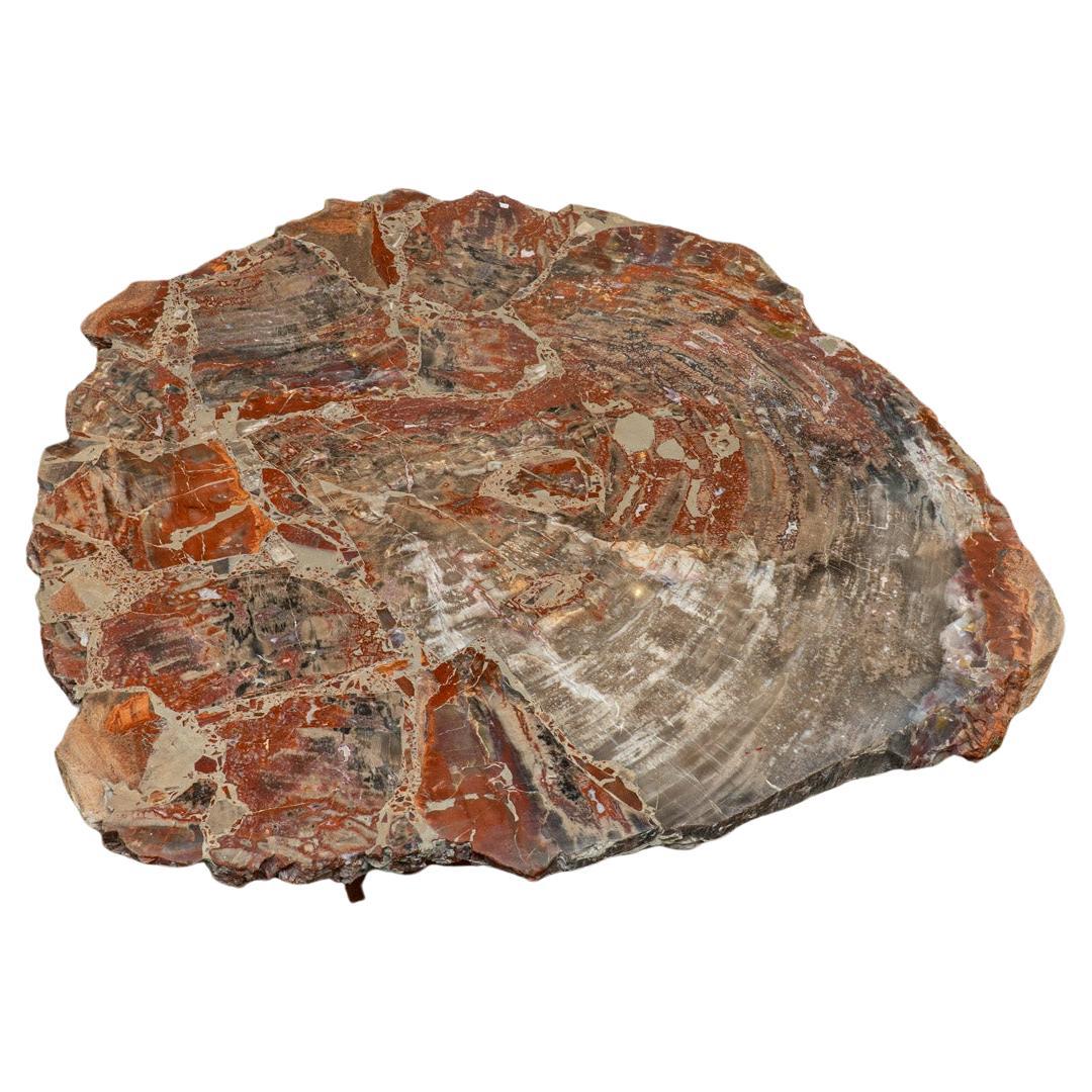 Large Polished Petrified Wood Table Top For Sale