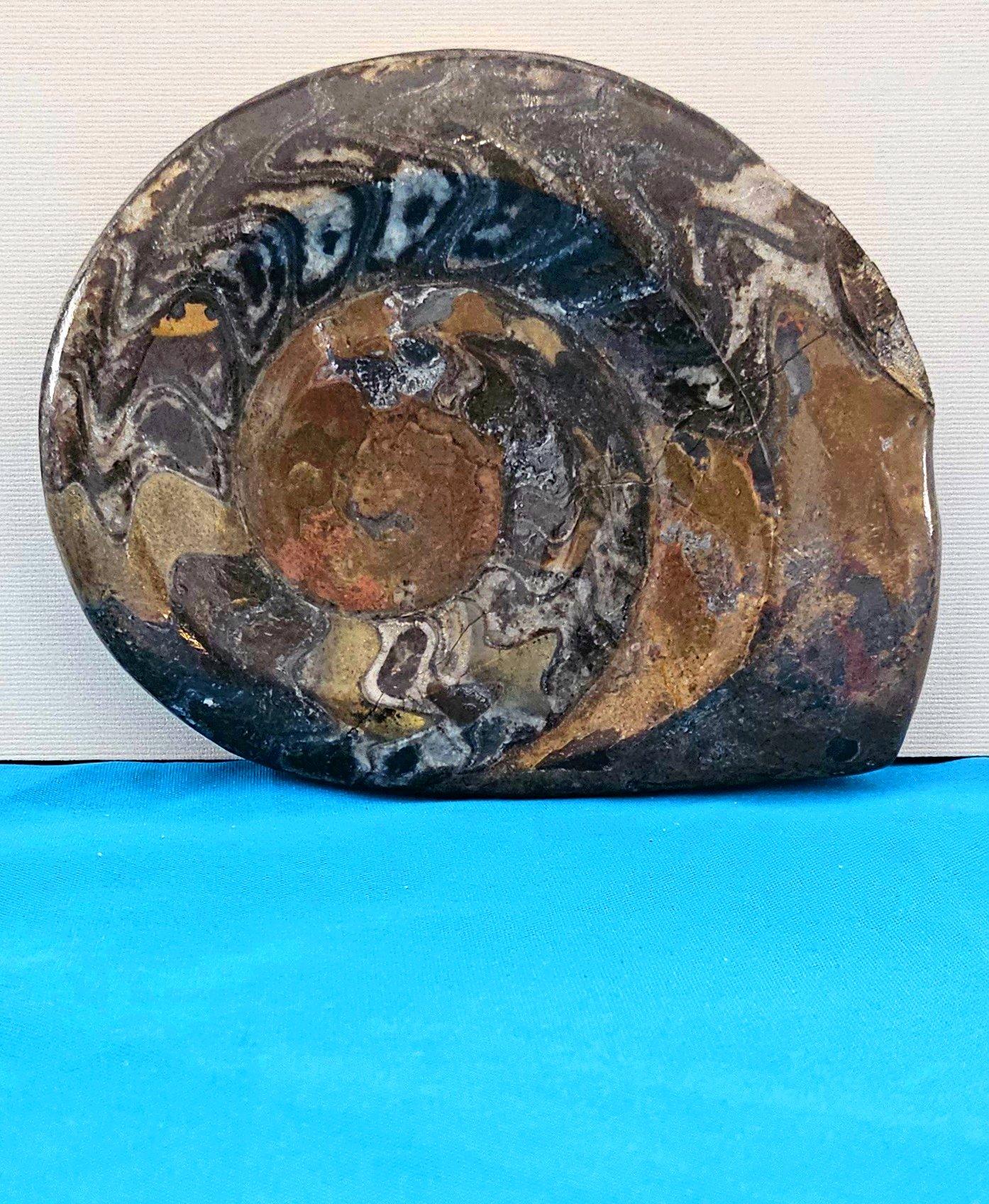 Grande esemplare da esposizione di Ammonite preistorica lucidata per collezionisti di fossili in vendita 2
