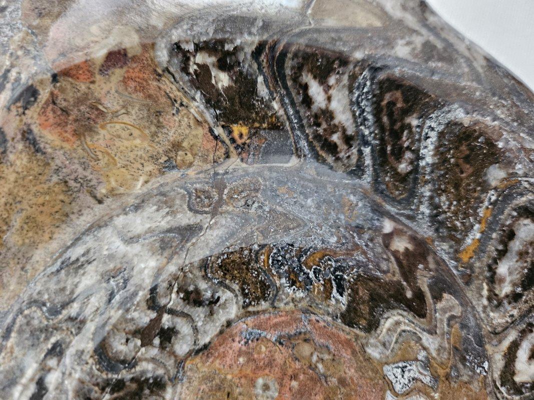 Grand spécimen d'exposition d'ammonite préhistorique poli pour les collectionneurs de fossiles Bon état - En vente à Warrenton, OR