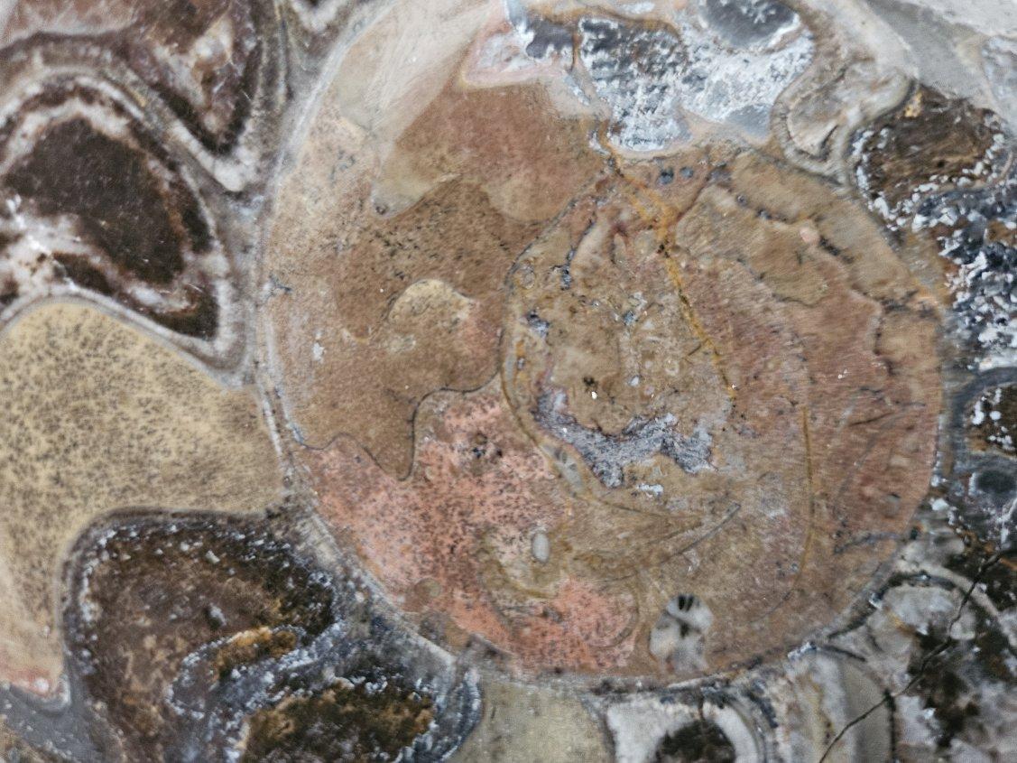 XVIIIe siècle et antérieur Grand spécimen d'exposition d'ammonite préhistorique poli pour les collectionneurs de fossiles en vente