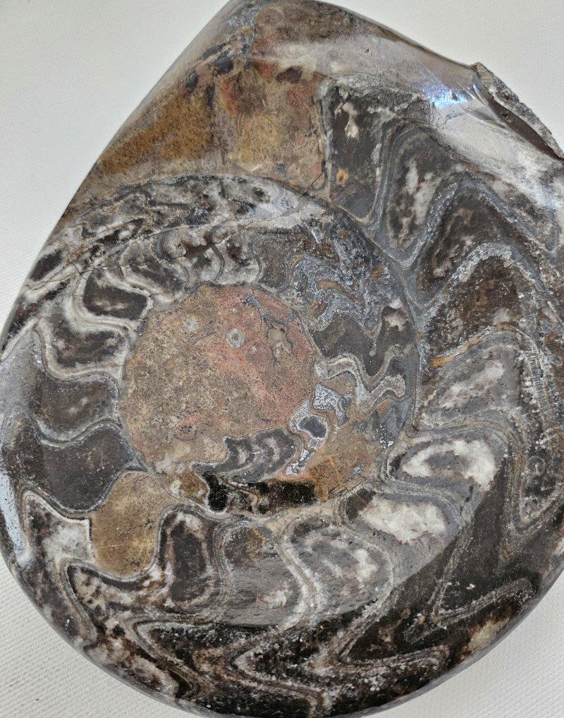 Coquillage Grand spécimen d'exposition d'ammonite préhistorique poli pour les collectionneurs de fossiles en vente