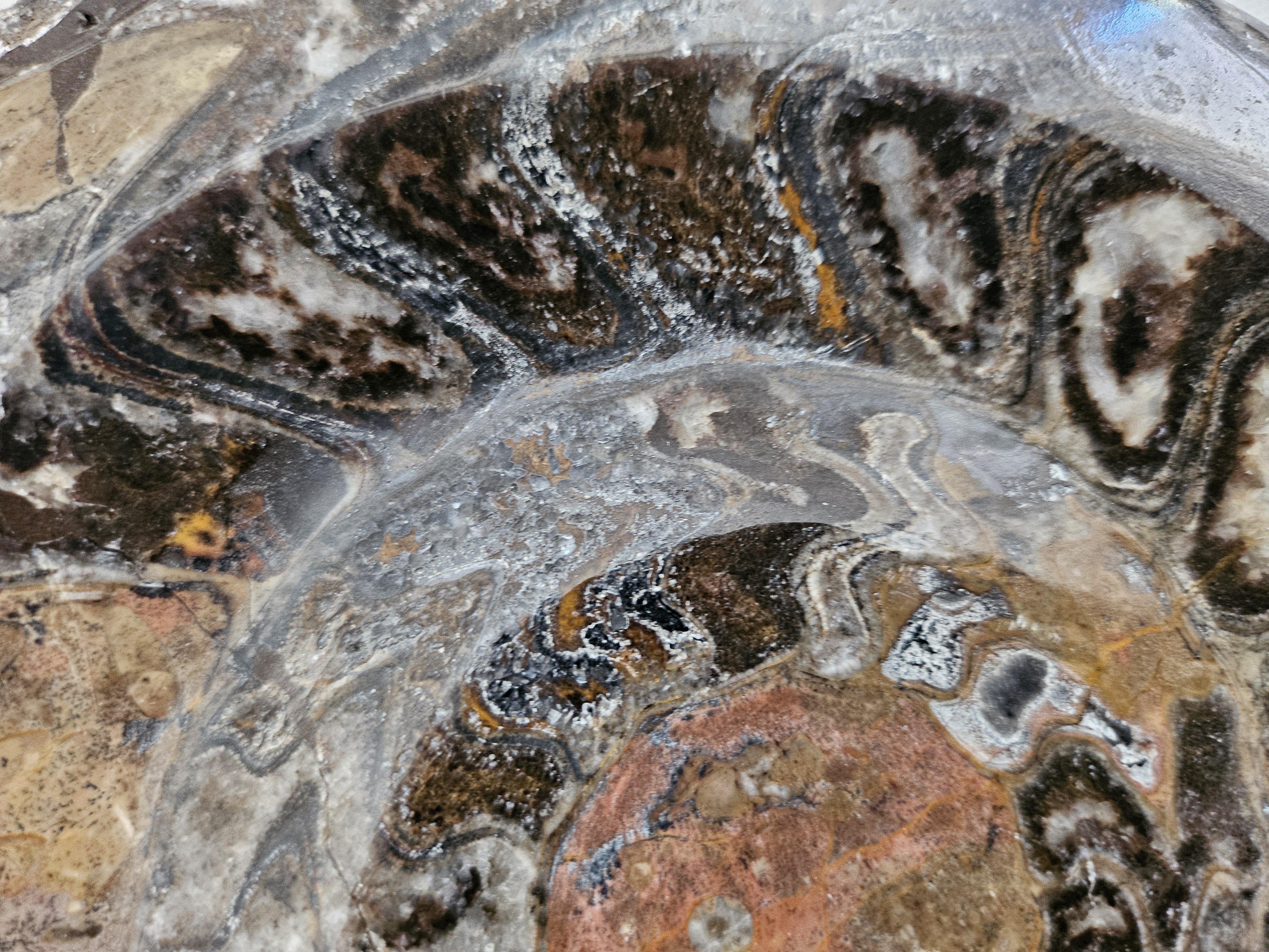 Grand spécimen d'exposition d'ammonite préhistorique poli pour les collectionneurs de fossiles en vente 2