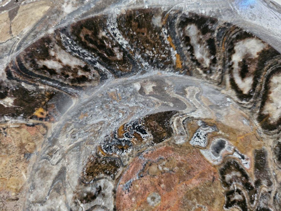 Grand spécimen d'exposition d'ammonite préhistorique poli pour les collectionneurs de fossiles en vente 3