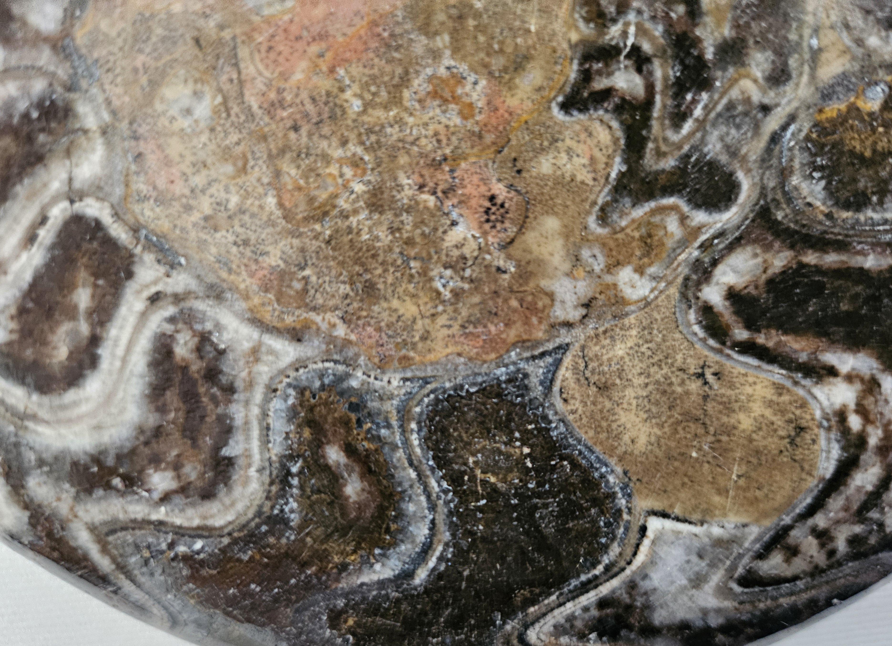 Grand spécimen d'exposition d'ammonite préhistorique poli pour les collectionneurs de fossiles en vente 4