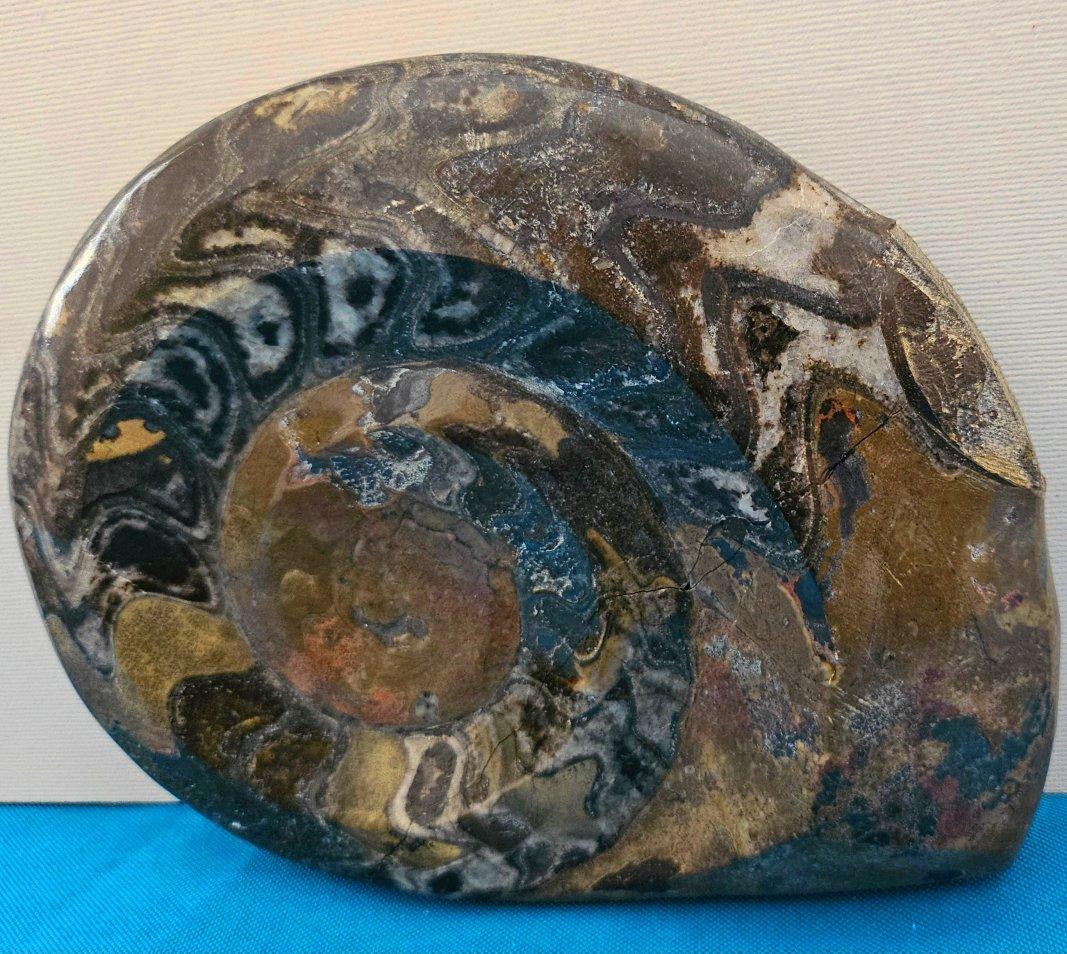 Grande esemplare da esposizione di Ammonite preistorica lucidata per collezionisti di fossili
Si tratta di una bella ammonite da esposizione, lucidata con caratteristiche e colori interessanti, che a nostro avviso sono i seguenti: verde-oro,
