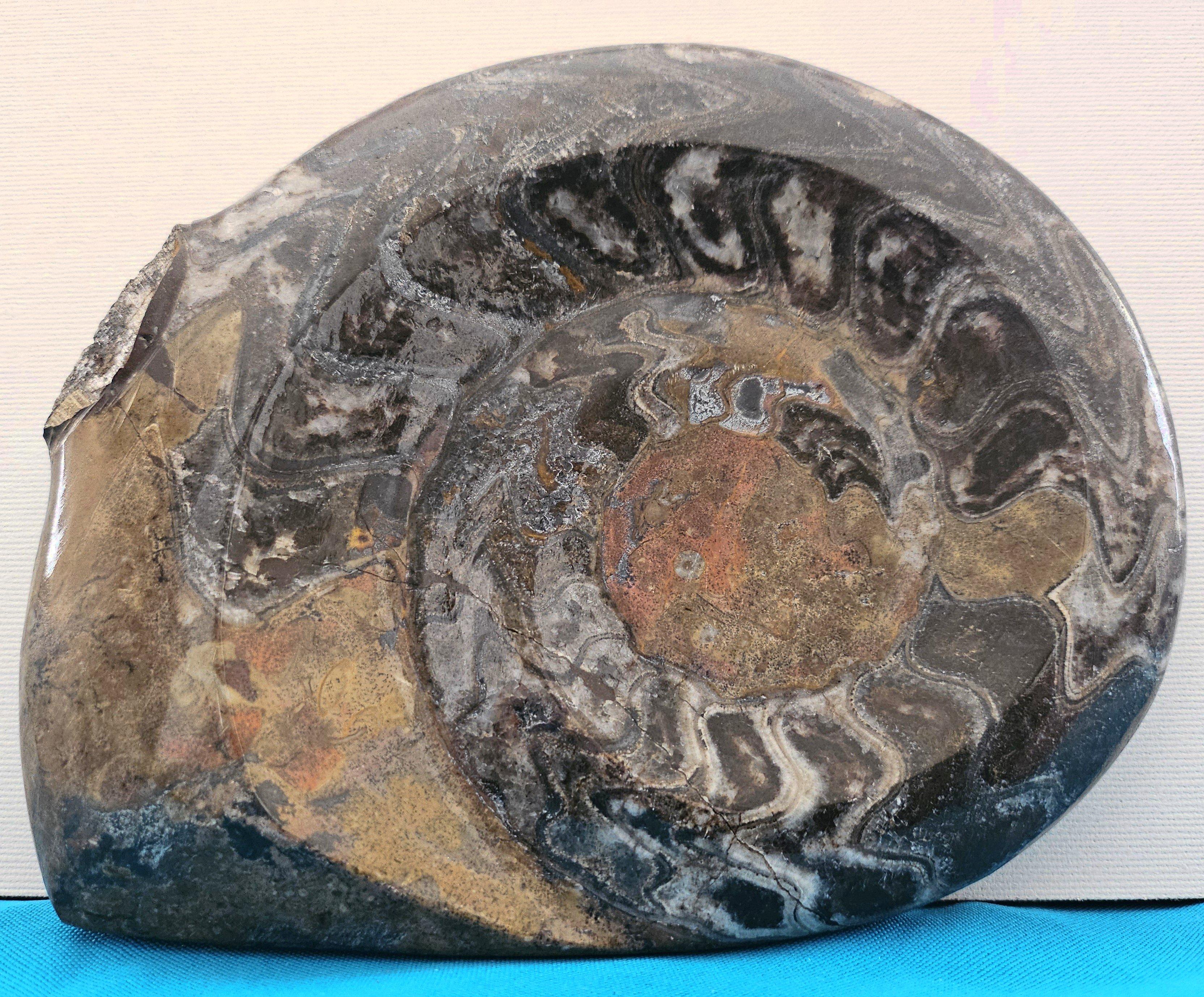 Organico moderno Grande esemplare da esposizione di Ammonite preistorica lucidata per collezionisti di fossili in vendita