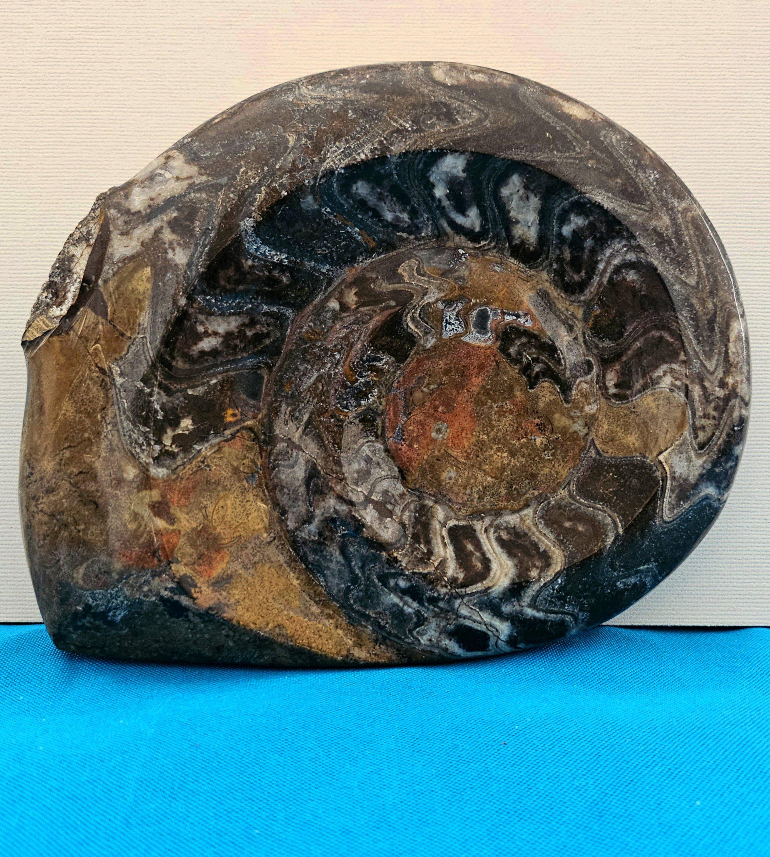 Sconosciuto Grande esemplare da esposizione di Ammonite preistorica lucidata per collezionisti di fossili in vendita