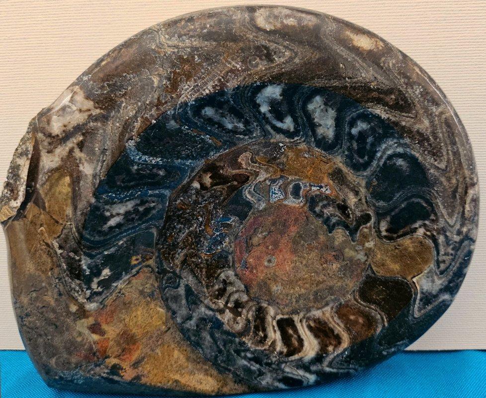 Altro Grande esemplare da esposizione di Ammonite preistorica lucidata per collezionisti di fossili in vendita