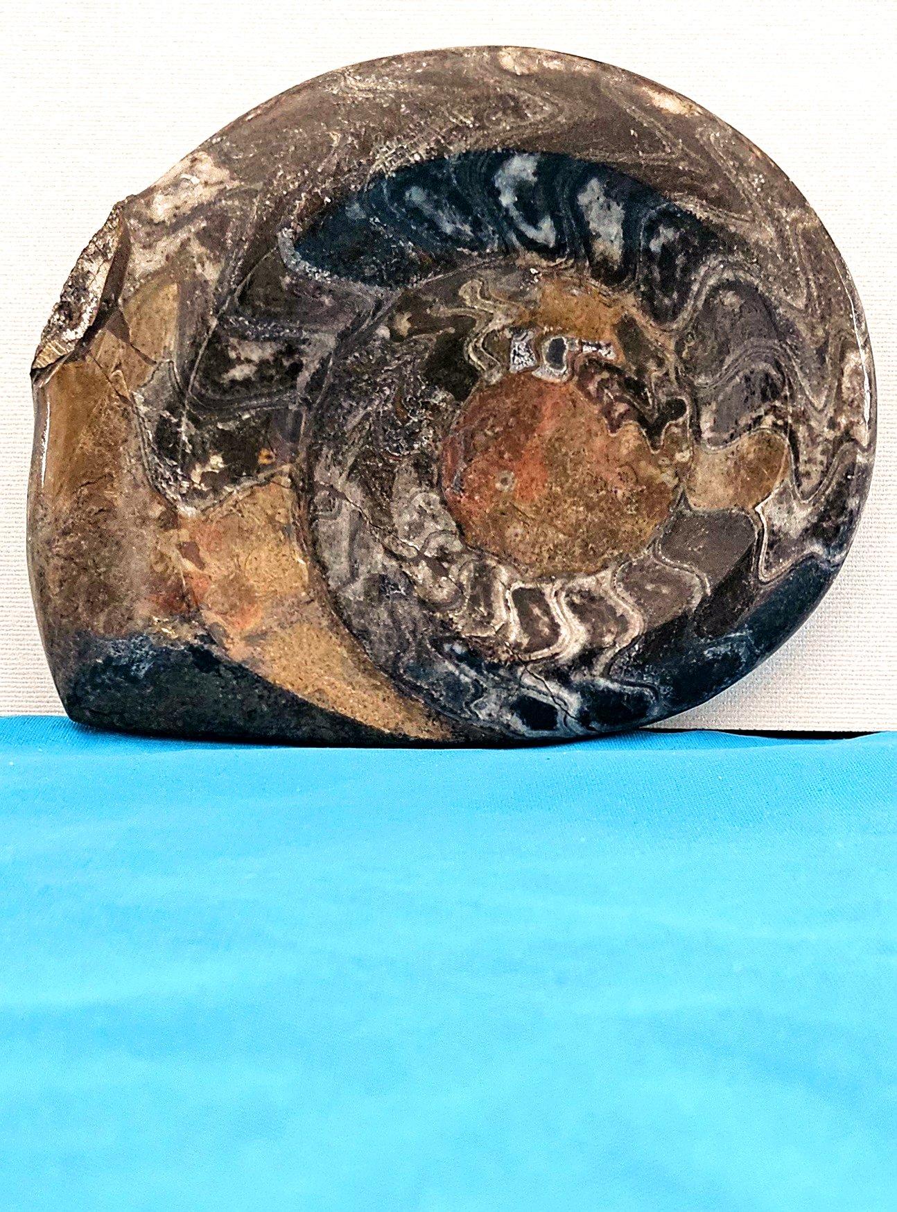 Grande esemplare da esposizione di Ammonite preistorica lucidata per collezionisti di fossili In condizioni buone in vendita a Warrenton, OR