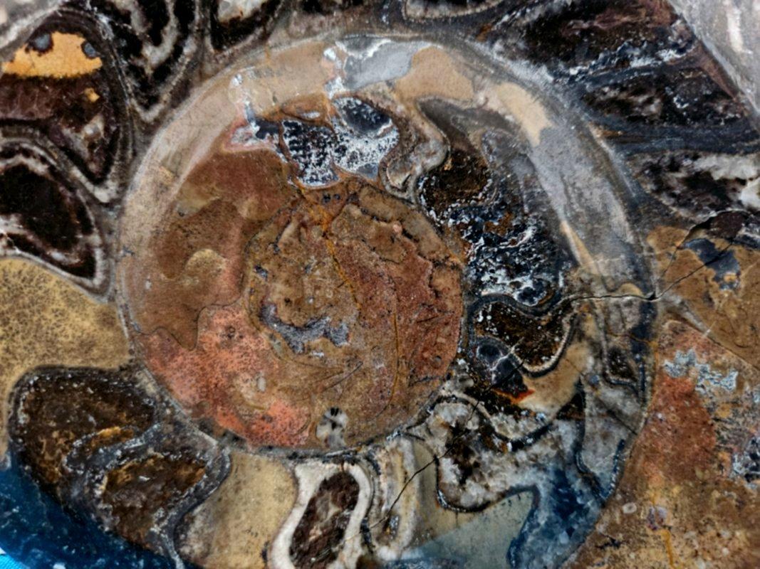 Fino al XVIII secolo Grande esemplare da esposizione di Ammonite preistorica lucidata per collezionisti di fossili in vendita