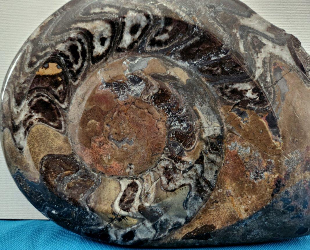 Conchiglia Grande esemplare da esposizione di Ammonite preistorica lucidata per collezionisti di fossili in vendita