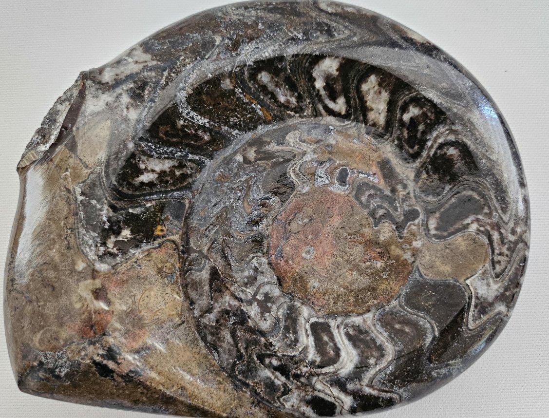 Inconnu Grand spécimen d'exposition d'ammonite préhistorique poli pour les collectionneurs de fossiles en vente