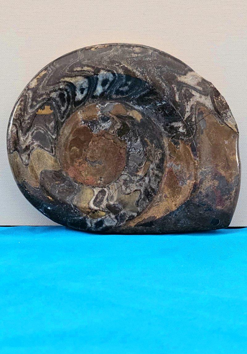 Grande esemplare da esposizione di Ammonite preistorica lucidata per collezionisti di fossili in vendita 1