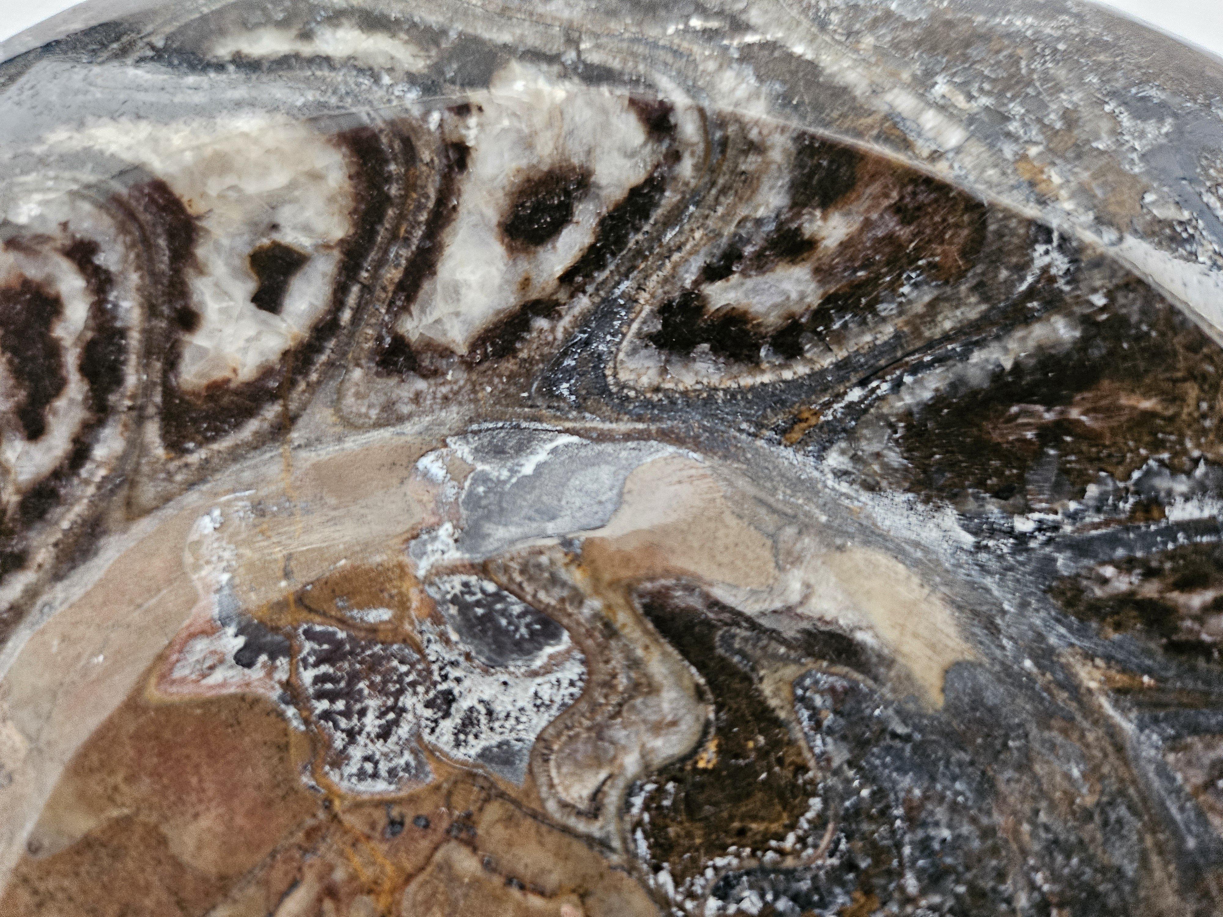 Autre Grand spécimen d'exposition d'ammonite préhistorique poli pour les collectionneurs de fossiles en vente