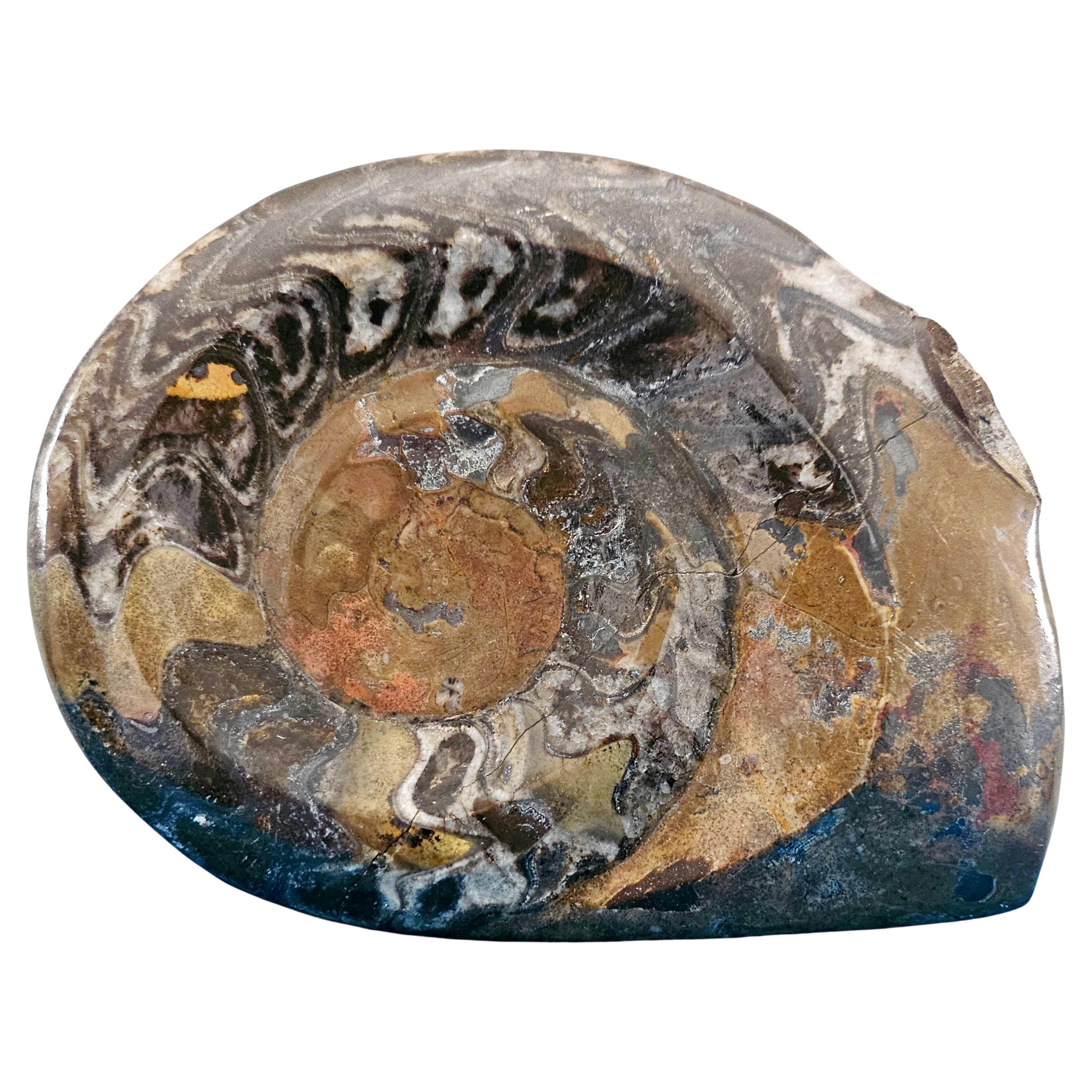 Grande esemplare da esposizione di Ammonite preistorica lucidata per collezionisti di fossili in vendita