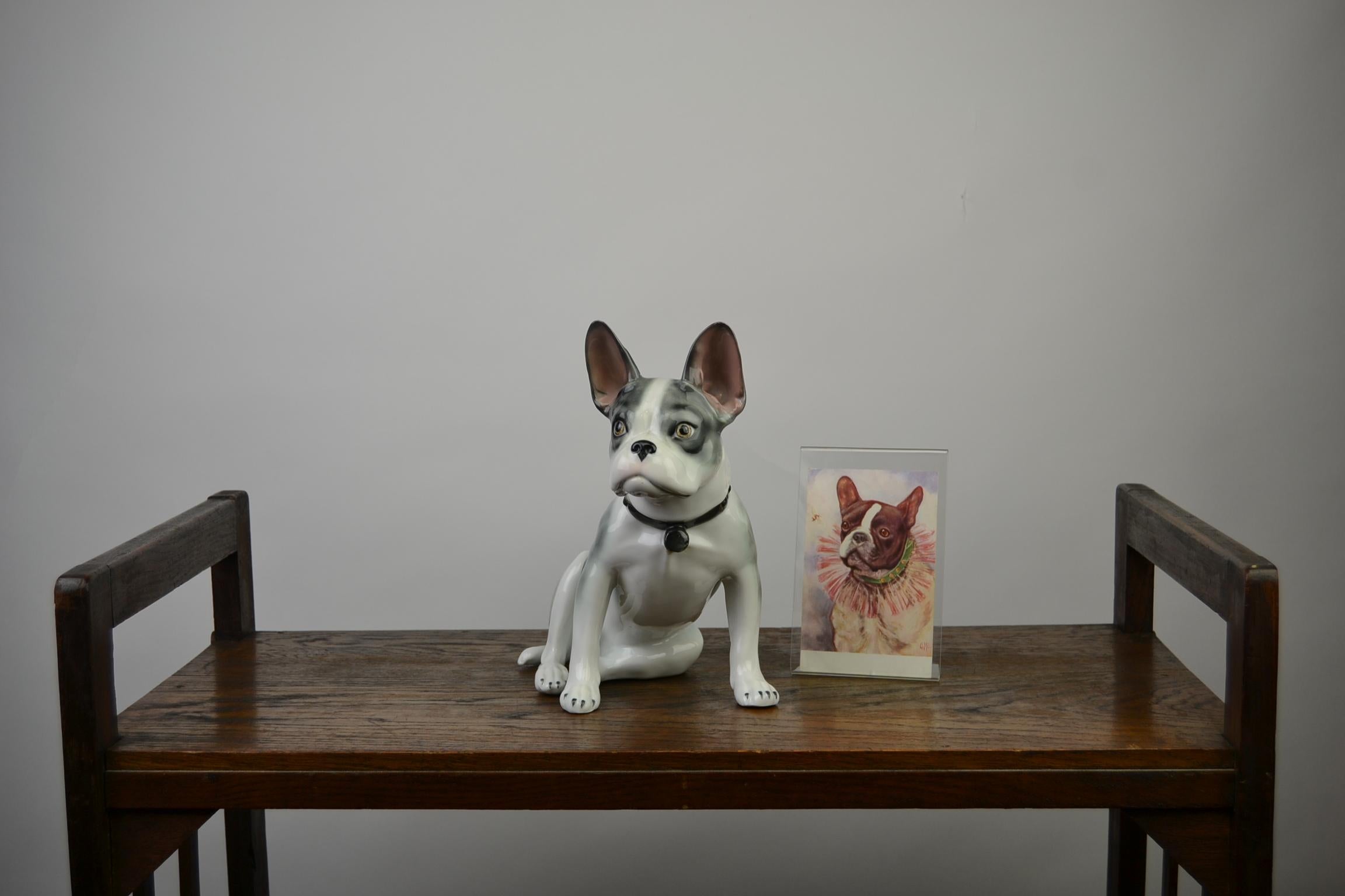 Large Porcelain French Bulldog by Pfeffer Gotha, Early 20th Century, Germany 14