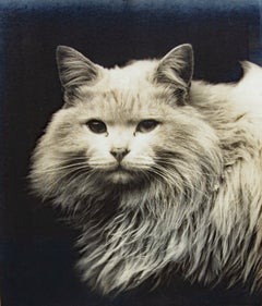 Large Portrait of a Cat Vintage Photograph Circa 1910 Framed