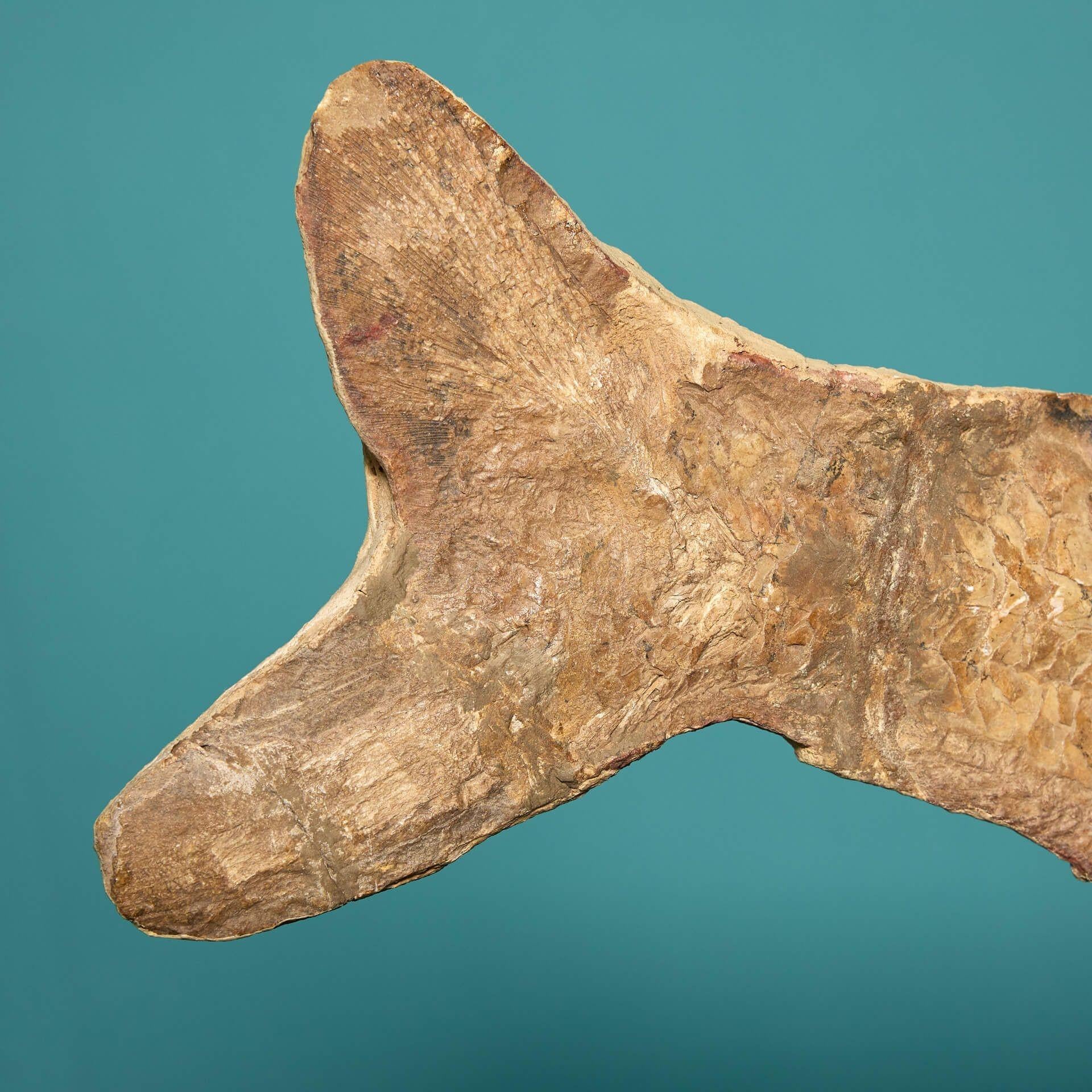 Grande esemplare di pesce fossile preistorico Cladocyclus In condizioni discrete in vendita a Wormelow, Herefordshire