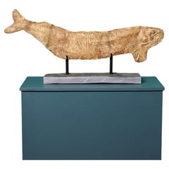 Large Prehistoric Cladocyclus Fossil Fish Specimen