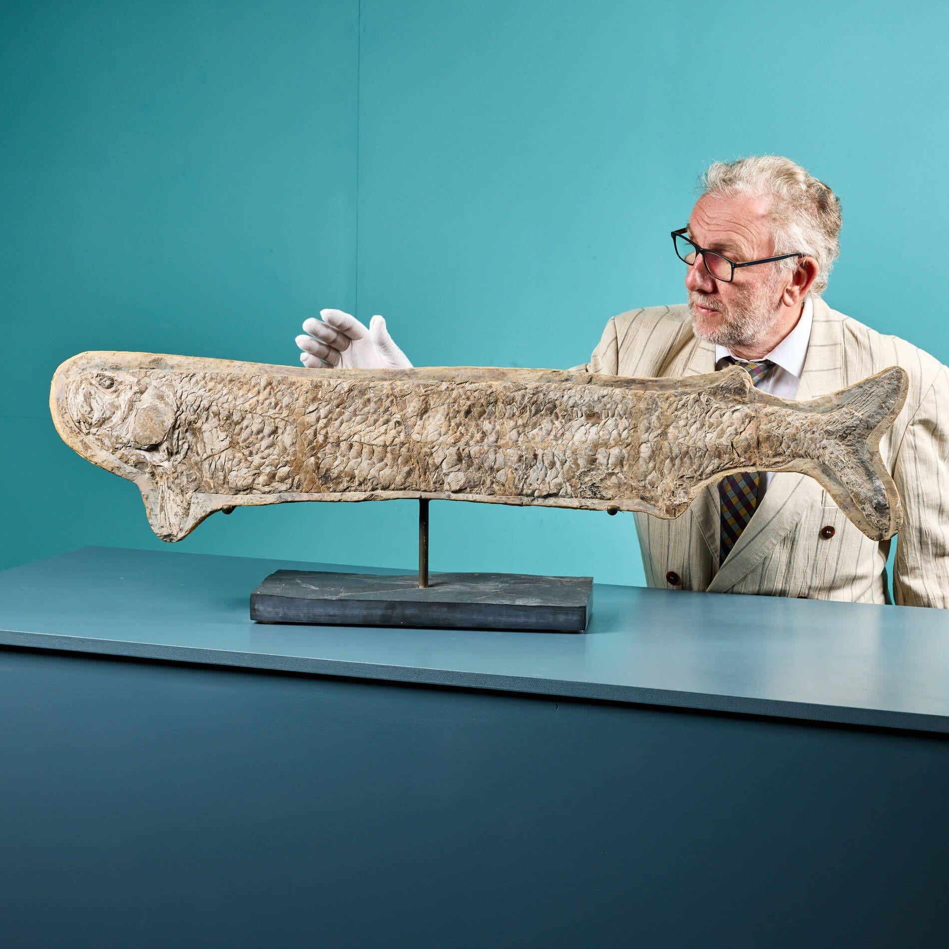 Large Prehistoric Cladocyclus Gardineri Fossil Fish Specimen at 1stDibs