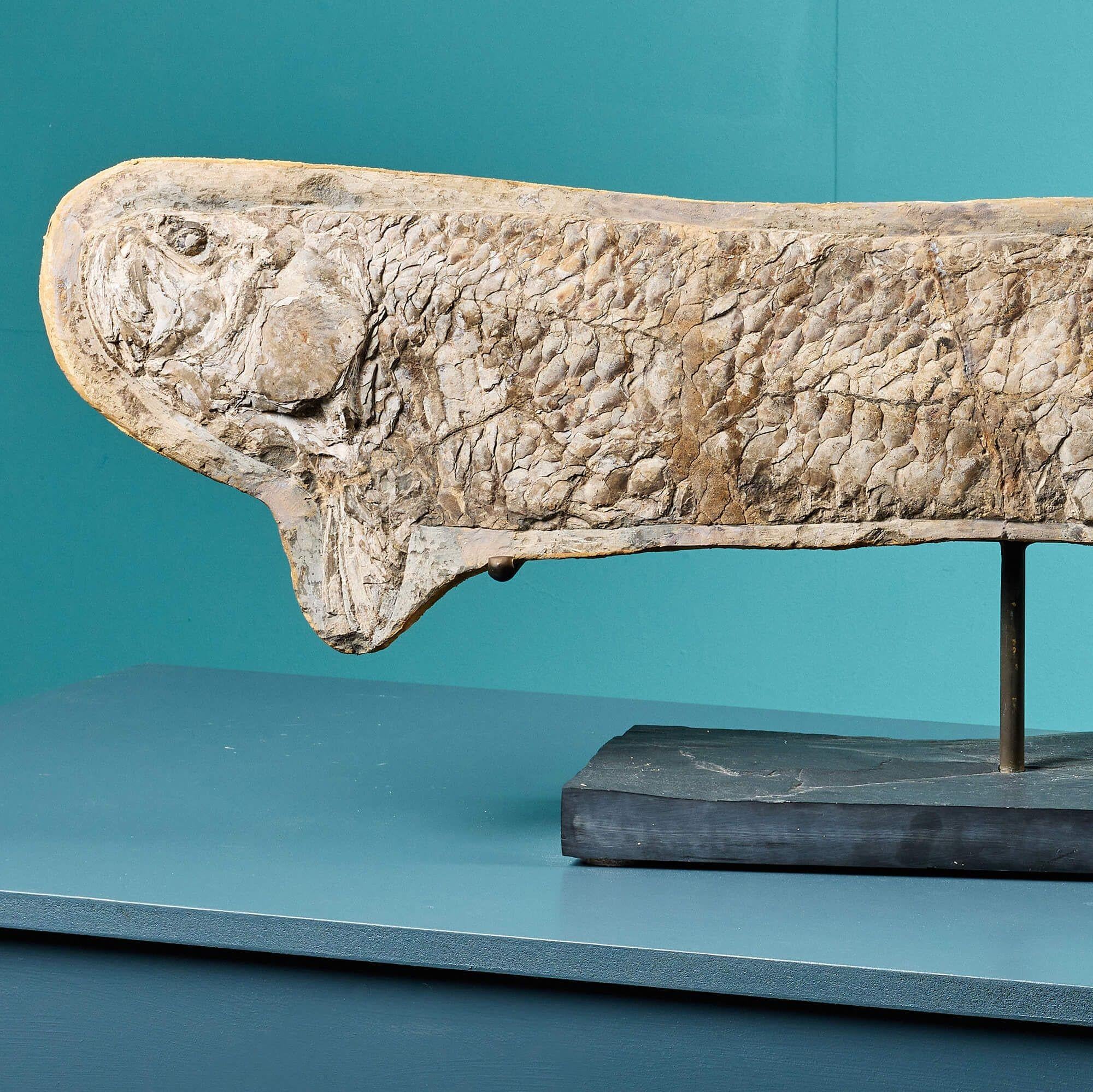 prähistorische fische
