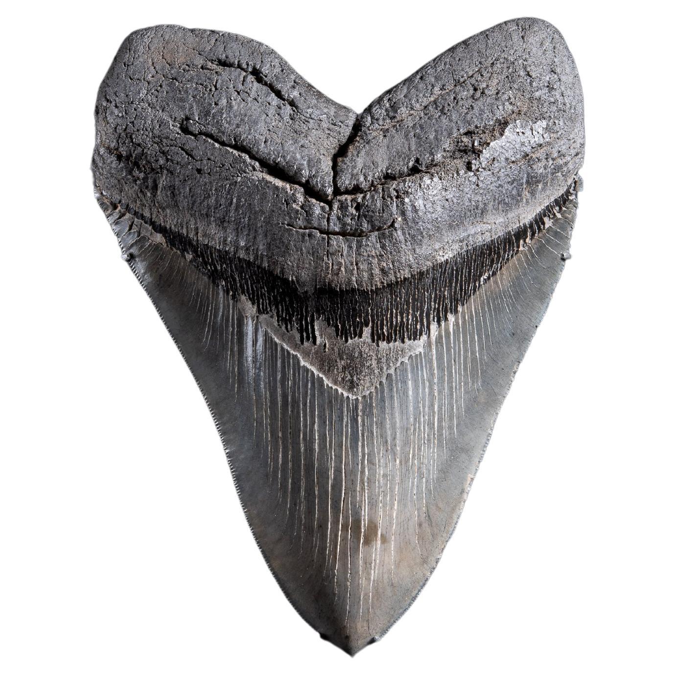 Large Prehistoric Megalodon Shark Tooth, 23-5 Million Years Old
