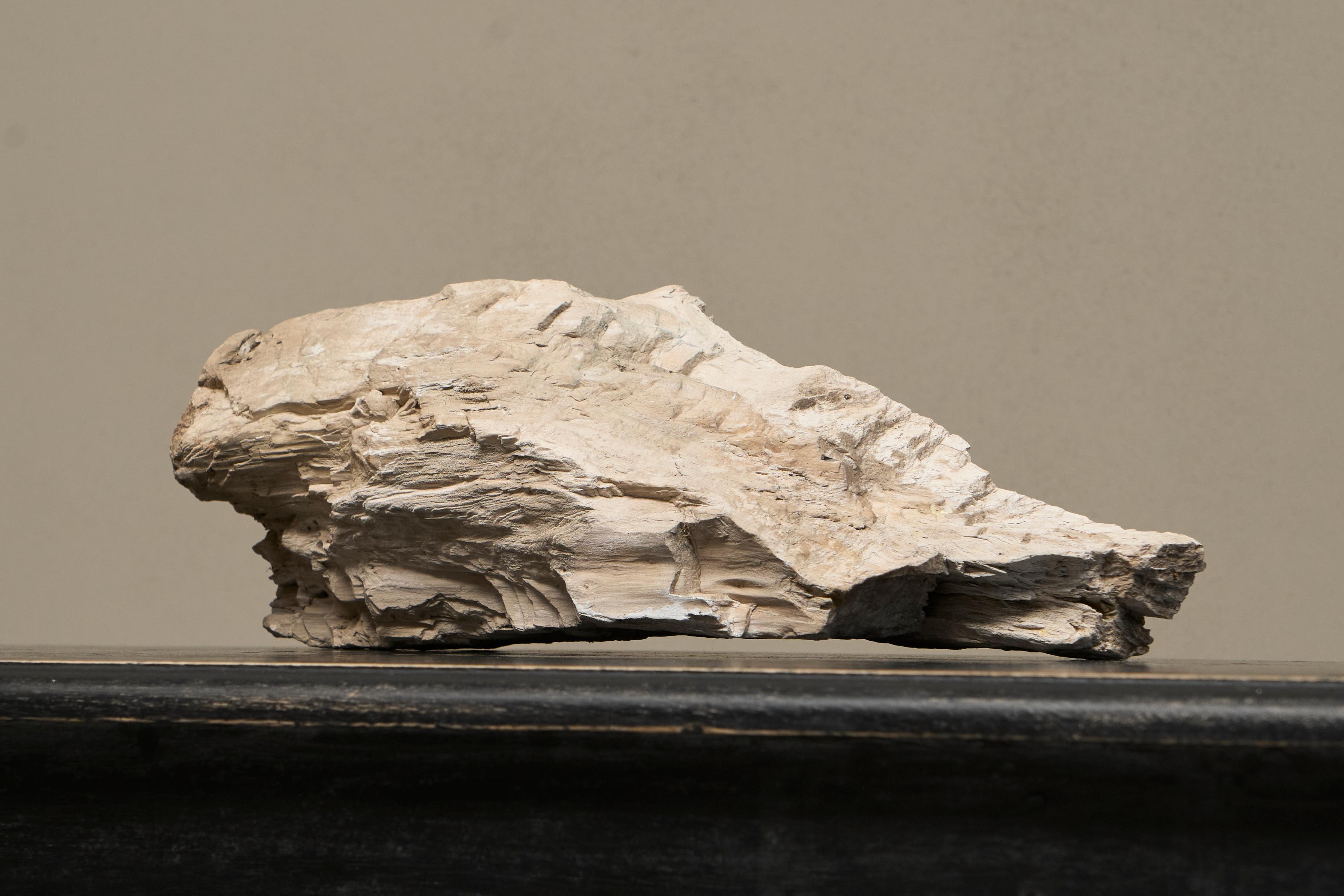 Grande pièce préhistorique naturelle en Wood Wood pétrifié Bon état - En vente à Meer, VAN