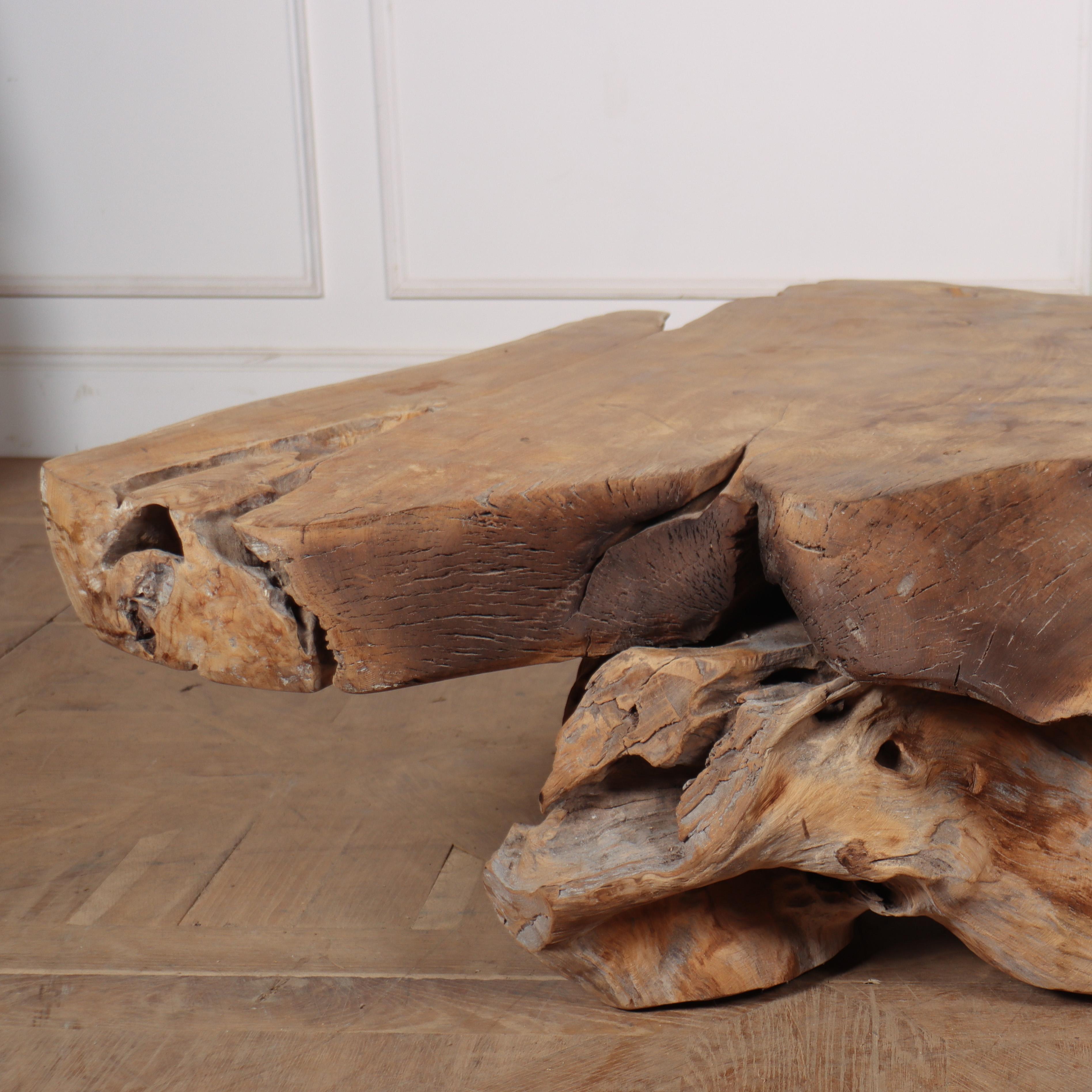 Large primitive root wood coffee table with a 4.5