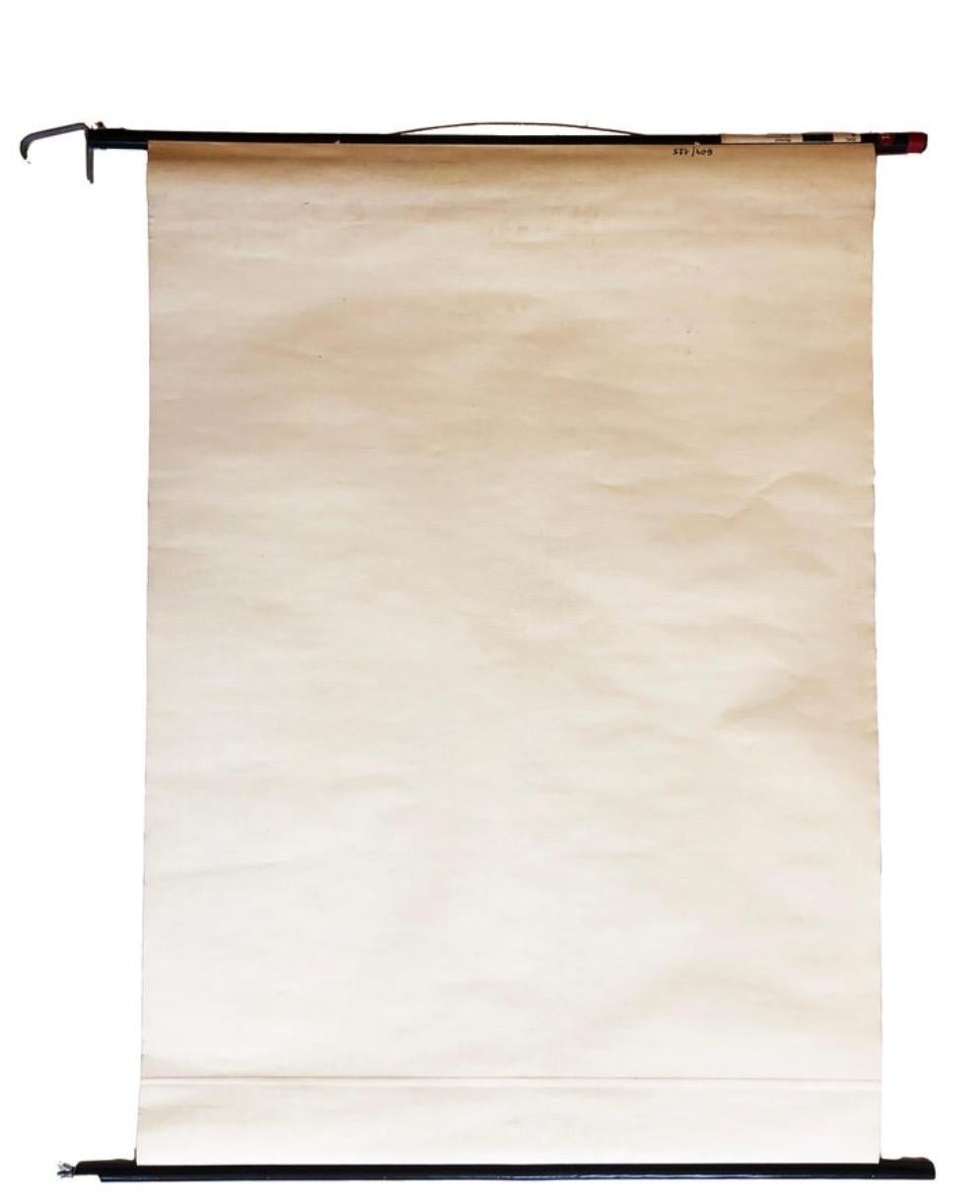 Dekorative und originelle Schulwandtafel, hergestellt in Deutschland in den 1960er Jahren.

Mit dem Maulwurf (lateinisch Talpa europaea europaea) in seinem üblichen Aussehen und Lebensraum, Skelett, Schädel und Gebiss.
Wunderschöne Farben - schöner