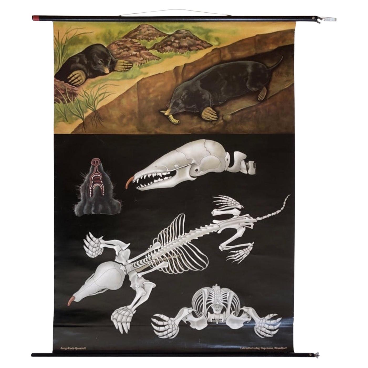 Large Animal Print School Wall Chart of Mole, 1960's, Germany, Vintage