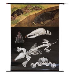 Gráfico escolar grande de topos con estampado de animales, años 60, Alemania, Vintage