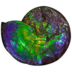 Grande Ammonite iridescente violette et verte de qualité "A"