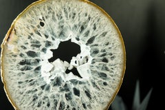 Large Rare Natural Lace Agate Slice with Clear Crystal Interior and White Druzy