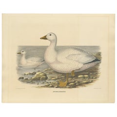 Large Rare Old Bird Print Depicting Cassin's Snow Goose, 1869