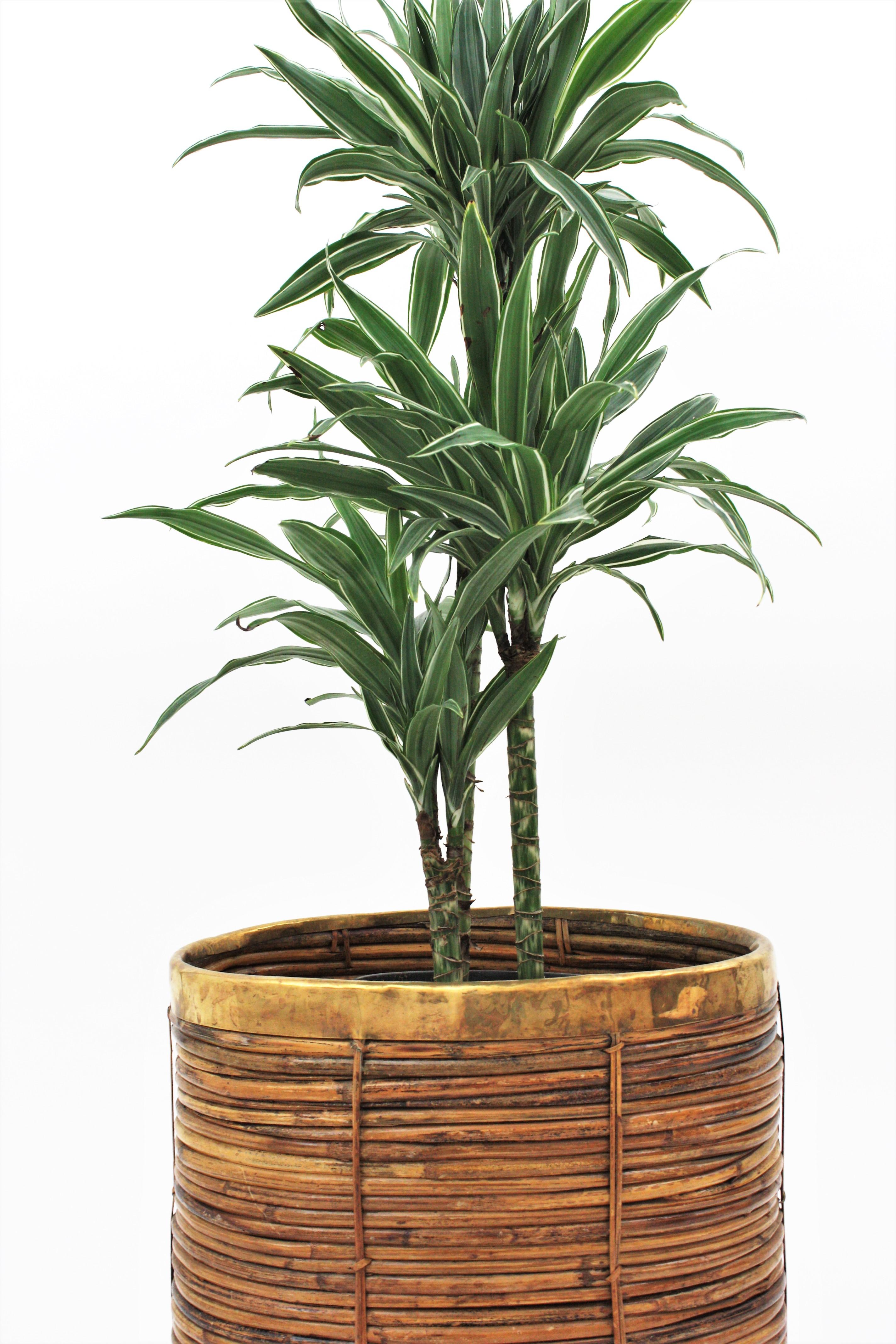 Large Rattan Bamboo Midcentury Oval Planter with Brass Rim, 1960s 3