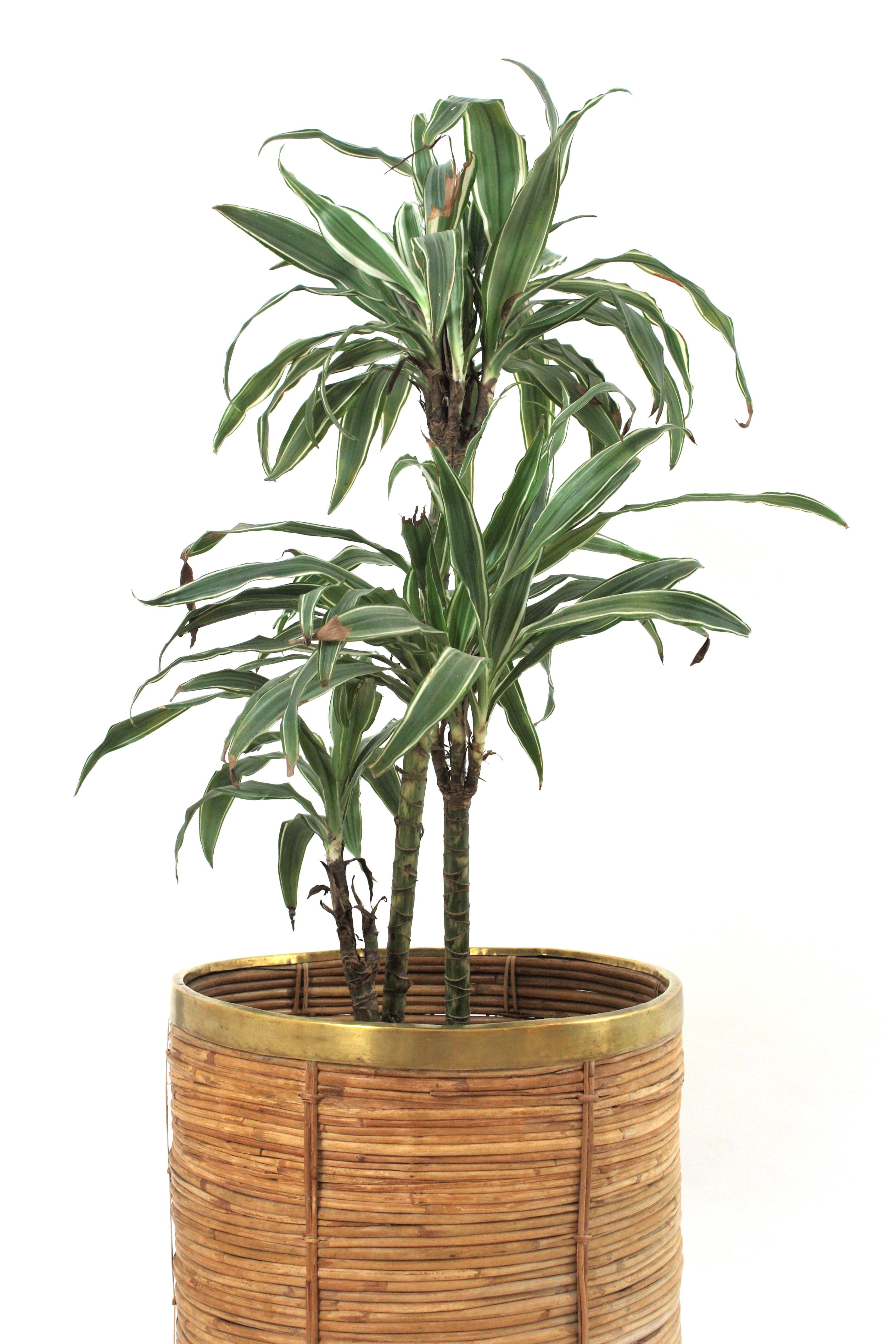 Large Rattan Bamboo Round Planter / Basket with Brass Rim, Italy 1970 in vendita 5