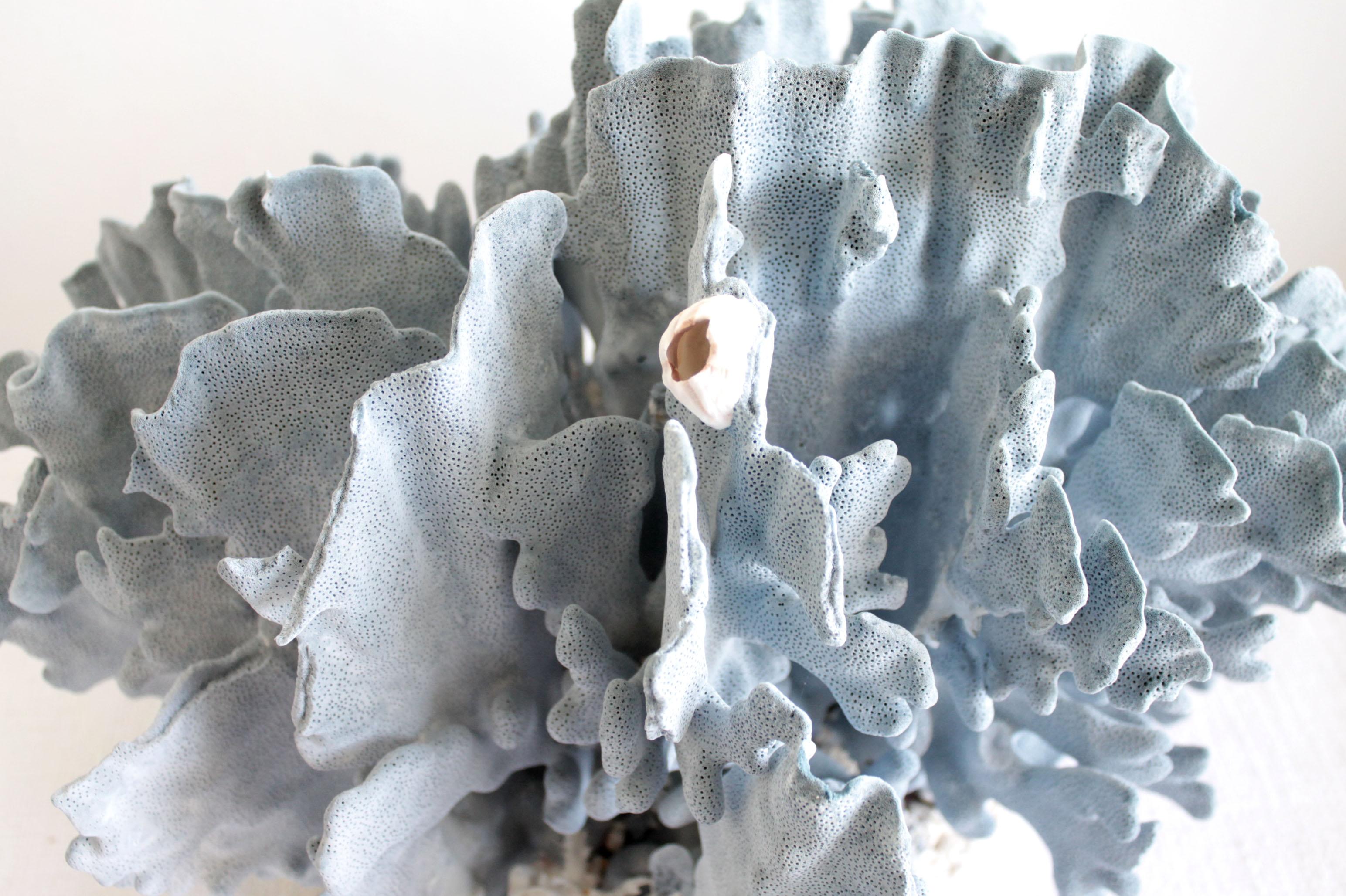 Contemporary Large Real Natural Blue Coral Specimen